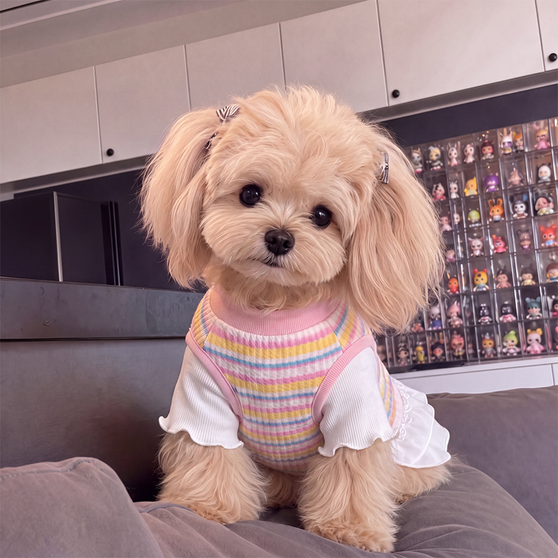 Vestido de princesa de tul con arcoíris para mascotas